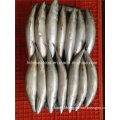 Fresh W/R Frozen Mackerel Fish for Market